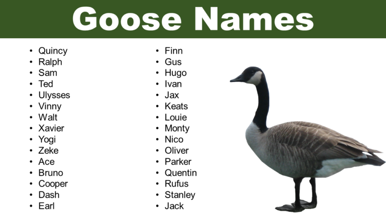 List of Goose Names: Adorable Names for Your Pet Goose - Pet Names Vocab