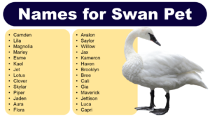 Swan Names