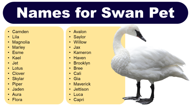 Swan Names: Amazing Names for Swan Pet - Pet Names Vocab