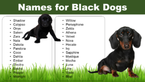 Names for Black Dogs
