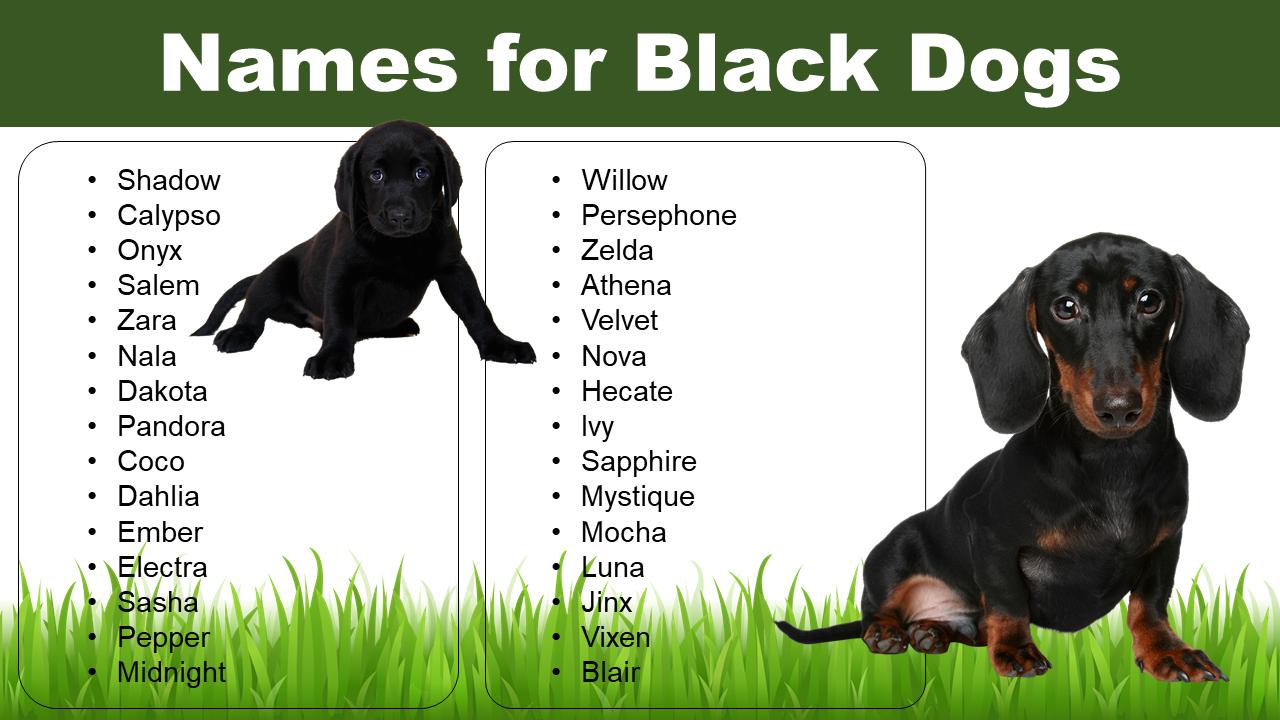 List of Names for Black Dogs | Naming Ideas - Pet Names Vocab