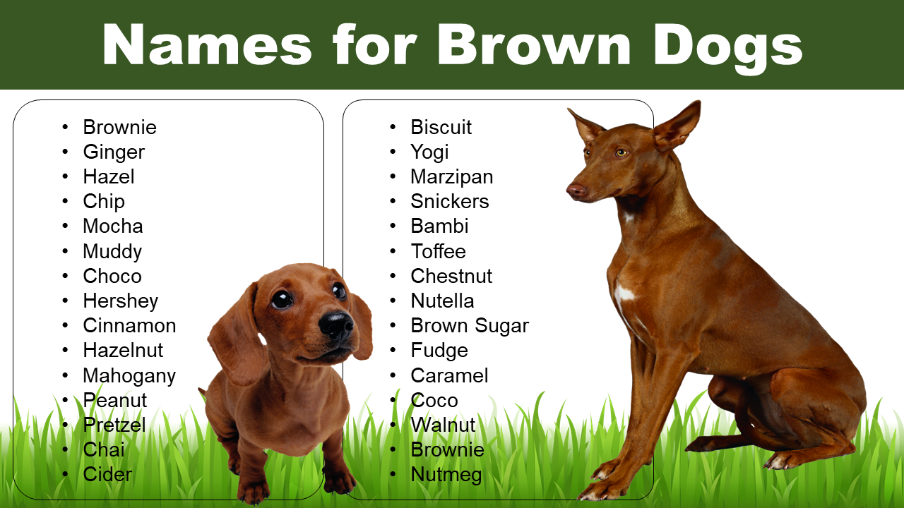 Brown Dog Names