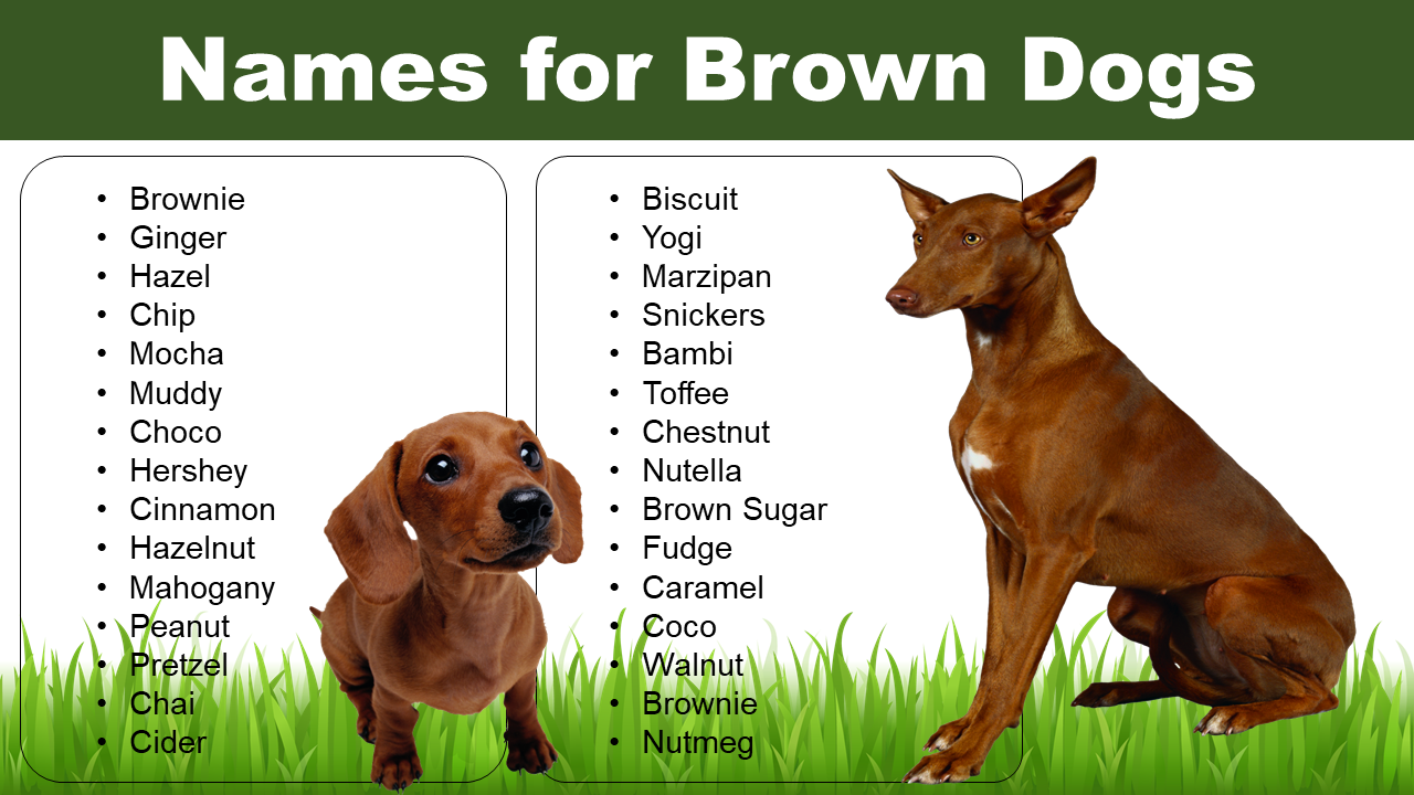 List Of Names For Brown Dog Facts About Brown Dogs Pet Names Vocab