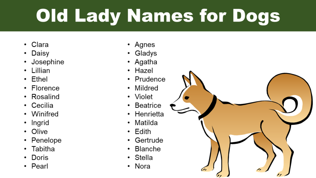 List of Old Lady Names for Dogs: Cute, Funny - Pet Names Vocab