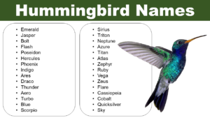 Hummingbird Names