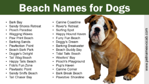 Beach Names for Dogs