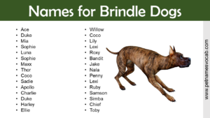 Names for Brindle Dogs