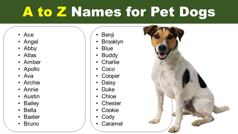 A to Z Cute Names for Pet Dogs | Naming Ideas - Pet Names Vocab