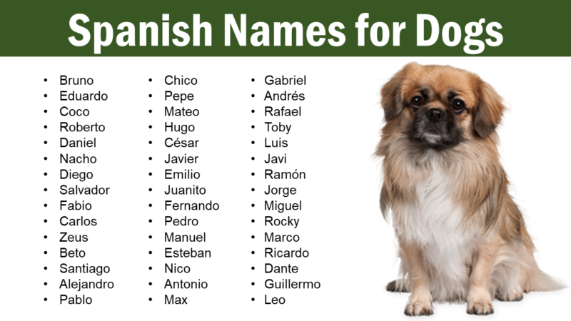 Spanish Names for Dogs: Male & Female - Pet Names Vocab