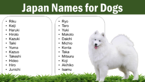 Japan Names for Dogs