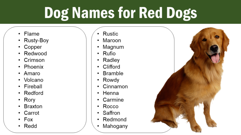 Dog Names for Red Dogs | Male & Female - Pet Names Vocab