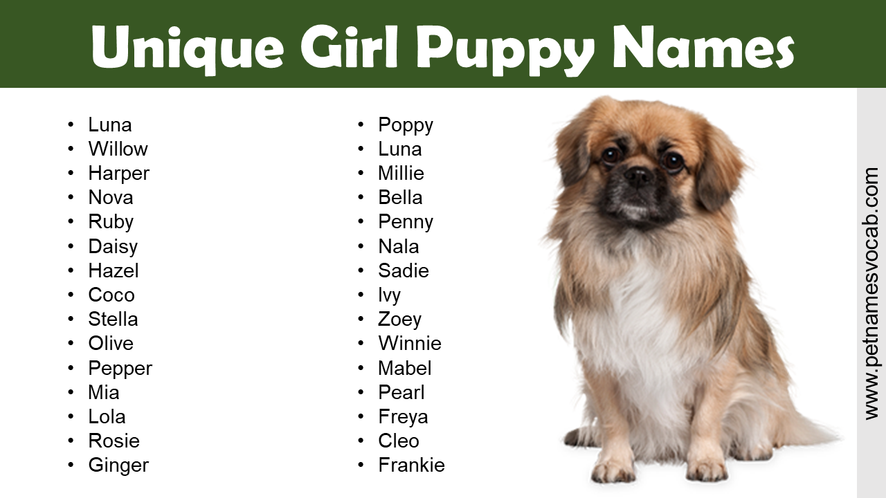 Cute, Fancy, Strong, and Unique Girl Puppy Names Pet Names Vocab