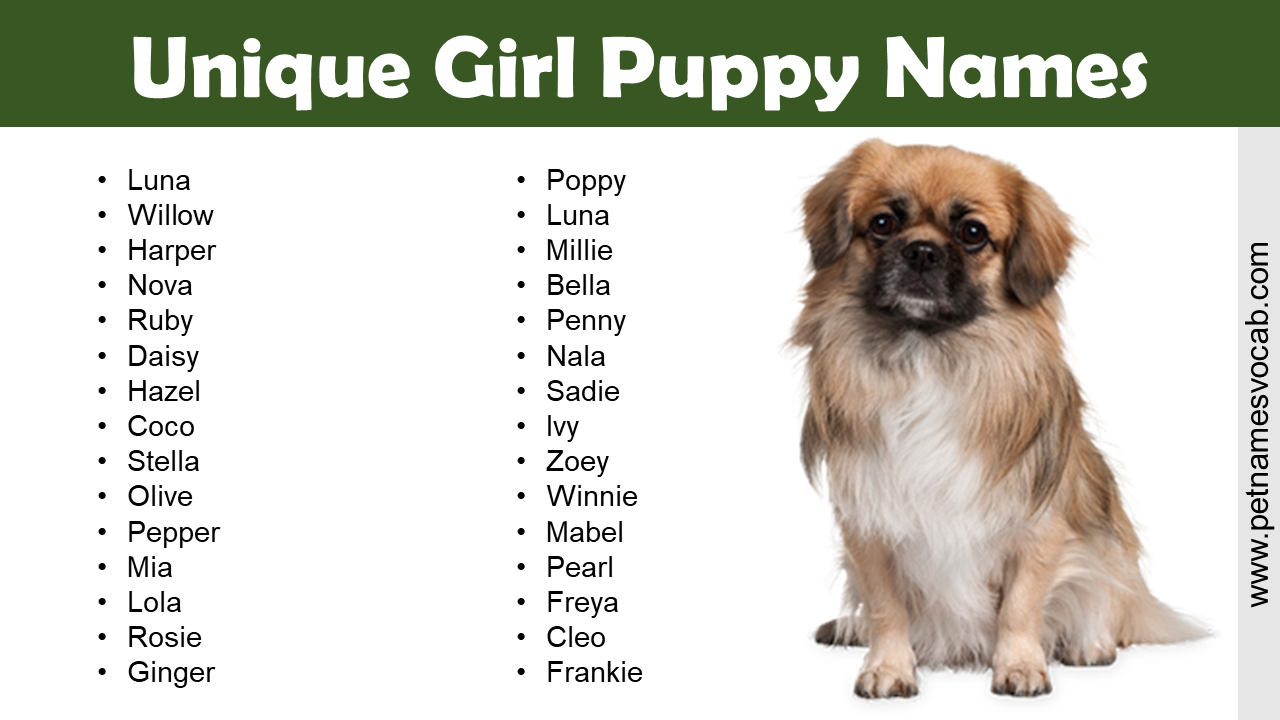 Cute, Fancy, Strong, and Unique Girl Puppy Names - Pet Names Vocab