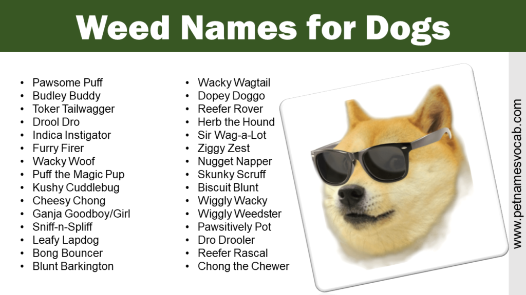 weed-names-for-dogs-male-female-pet-names-vocab