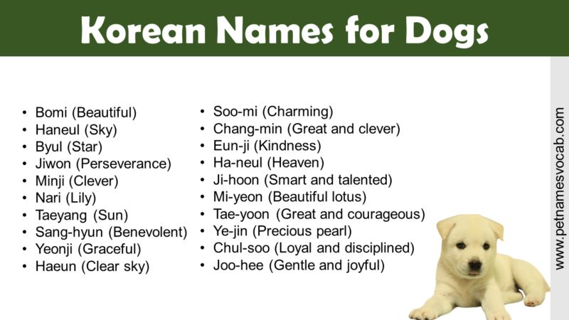 korean-names-for-dogs-pet-names-vocab