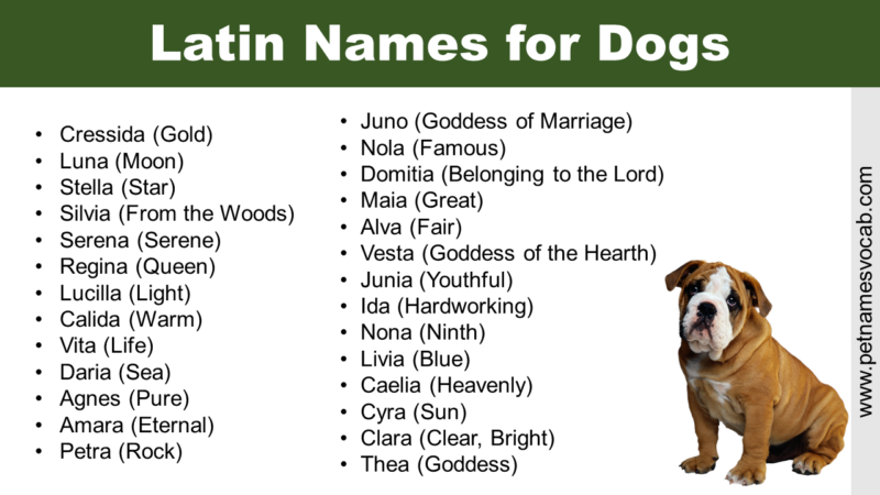 List Of Latin Names And Their Meaning