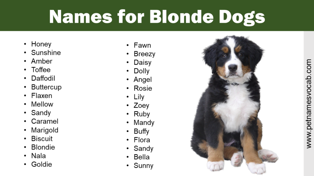 List of Names for Blonde Dogs - Pet Names Vocab