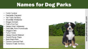 Names for Dog Park
