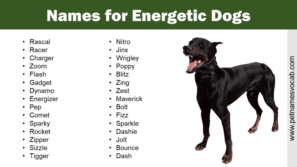 Names For Energetic Dogs Pet Names Vocab