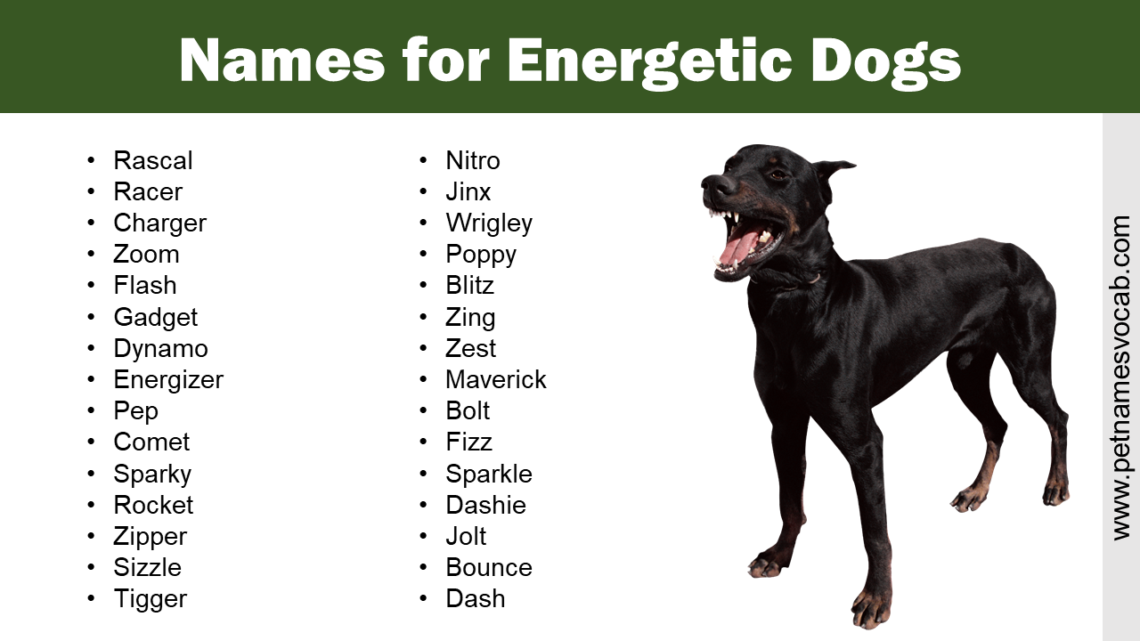 Names for Energetic Dogs