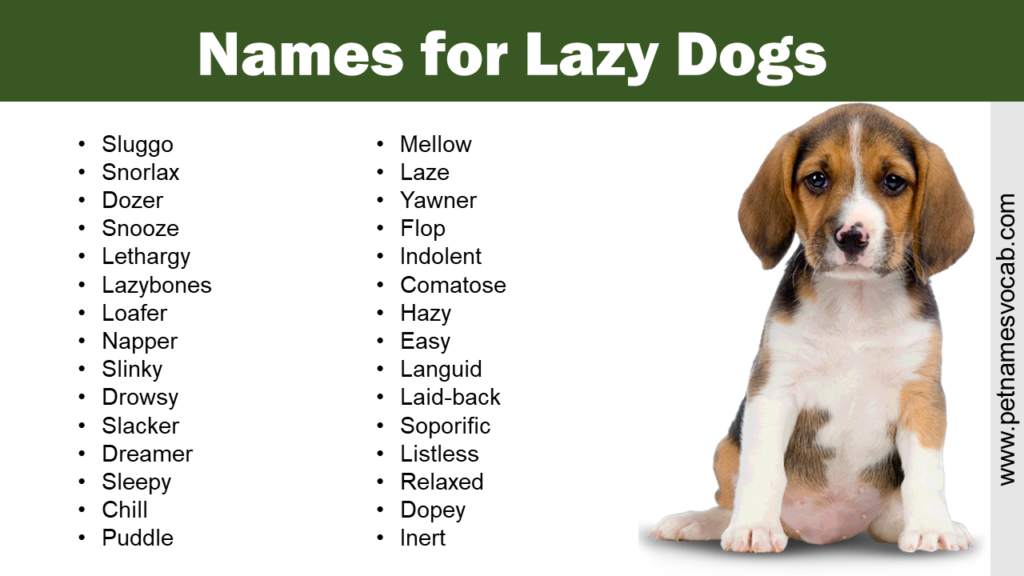 Names for Lazy Dogs - Pet Names Vocab