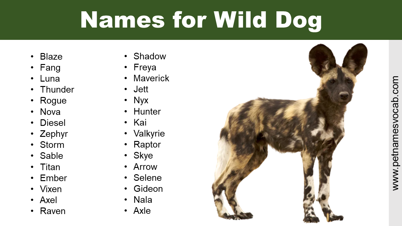 Naming Ideas List Of Names For Wild Dog Pet Names Vocab