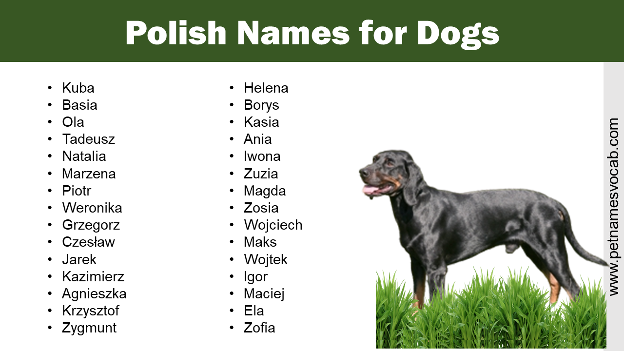 list-of-polish-names-for-dogs-pet-names-vocab