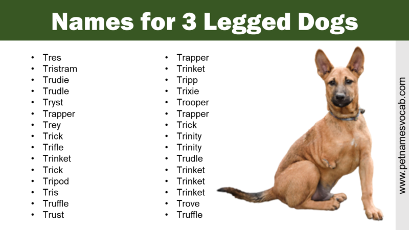 Three-Legged Dog Names - Pet Names Vocab