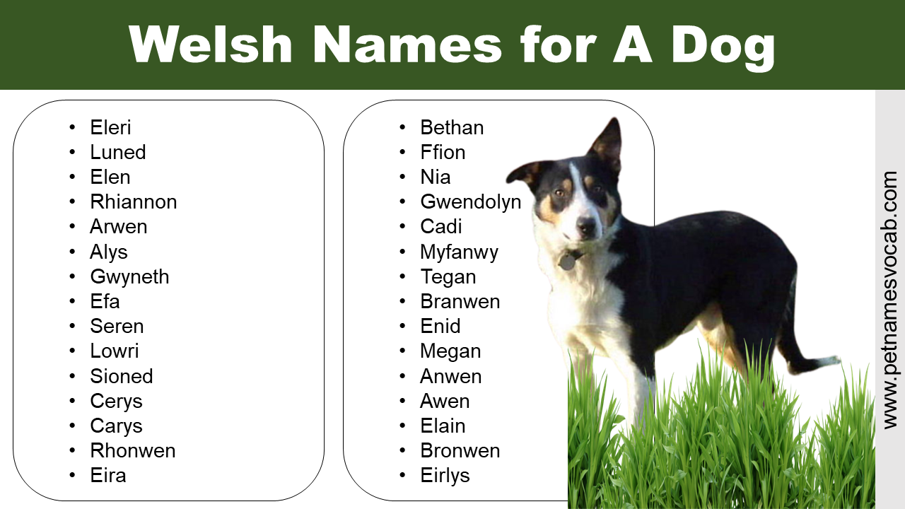 Welsh Names for A Dog
