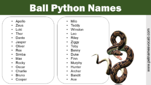 Ball Python Names
