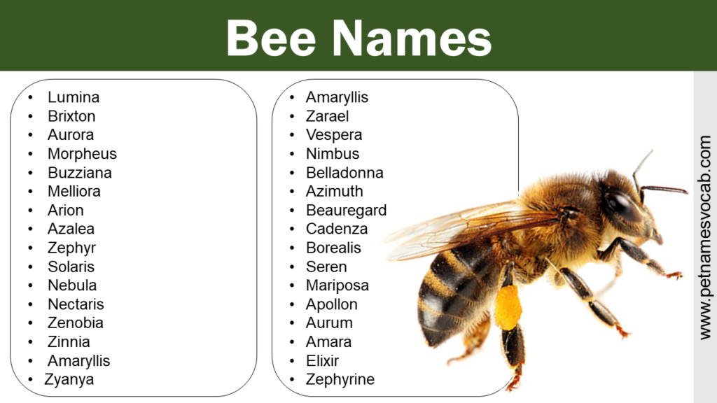 bee-names-best-adorable-funny-naming-ideas-pet-names-vocab