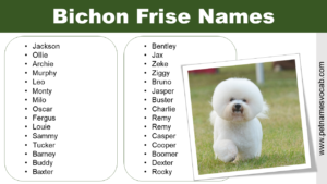 Bichon Frise Names