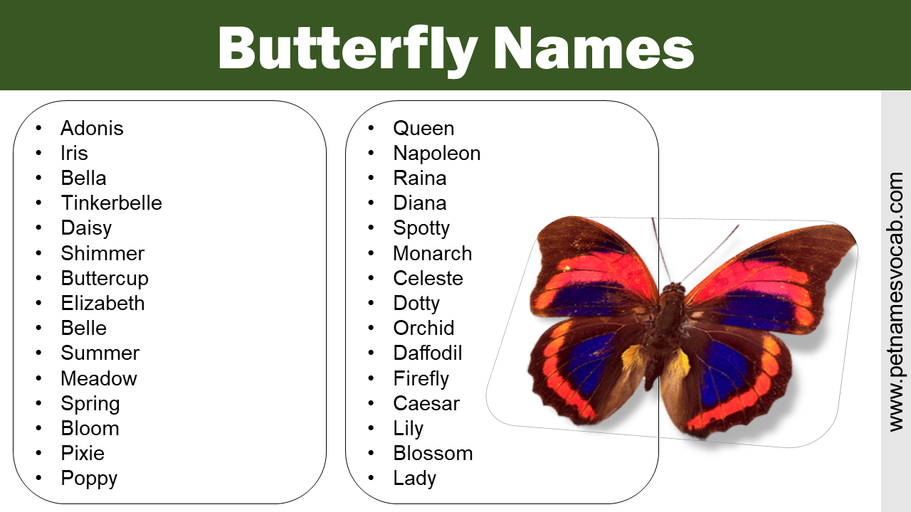 Butterfly Names