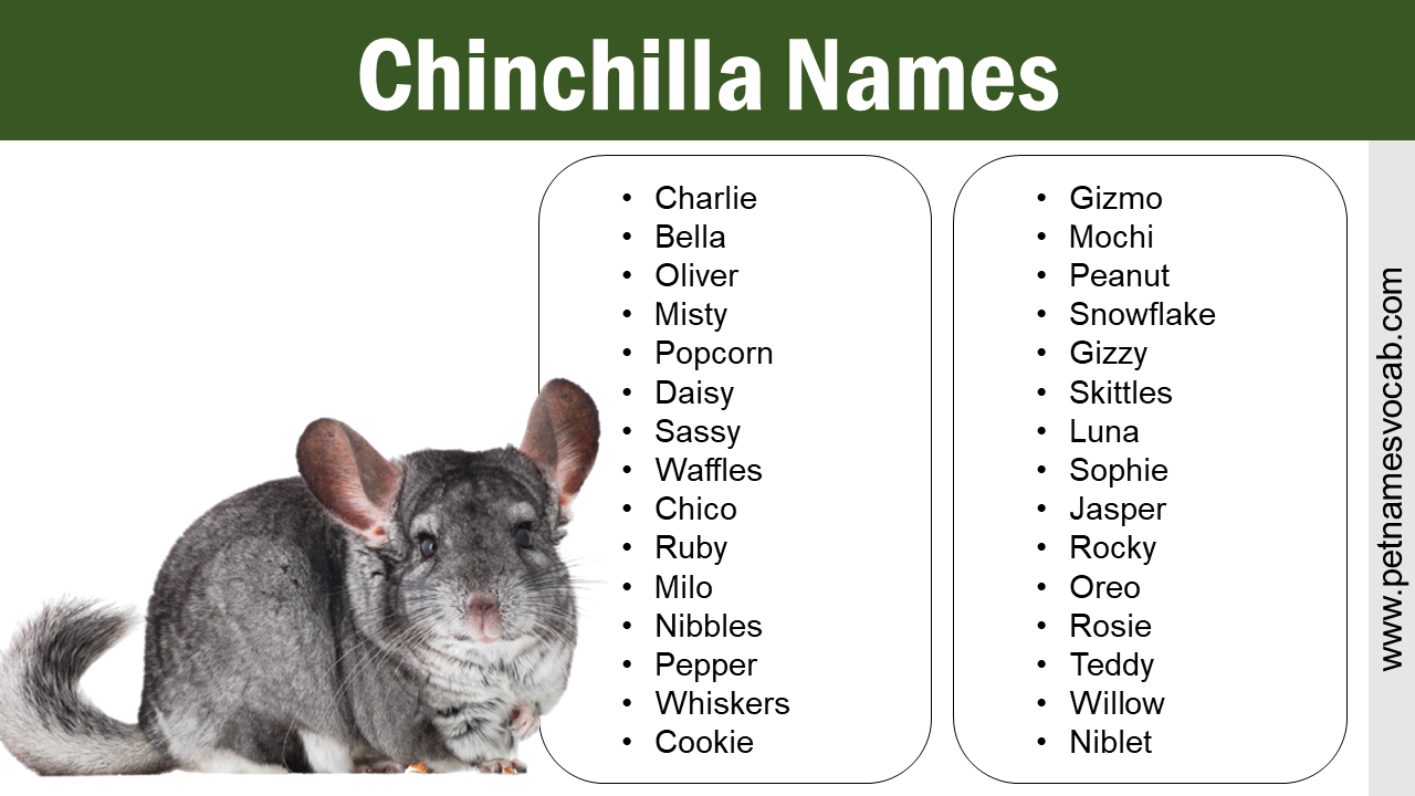 Chinchilla Names