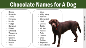 Chocolate Names for Dog