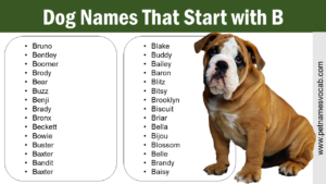 Dog Names That Start with B