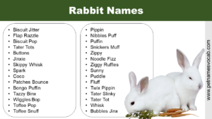 Funny Rabbit Names