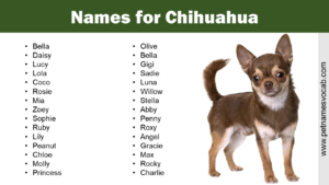 Names for Chihuahua