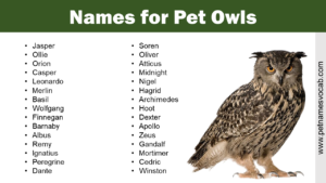 Names for Owls