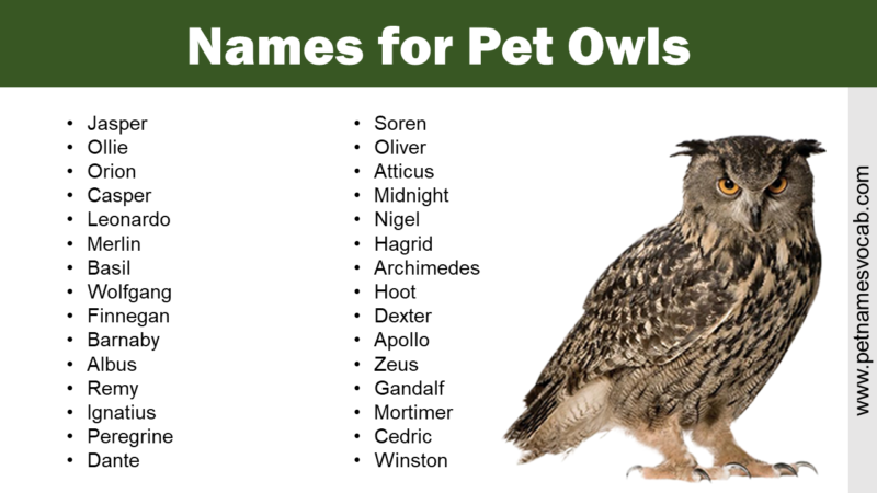 Ostrich Names: Cute, Creative, and Funny - Pet Names Vocab