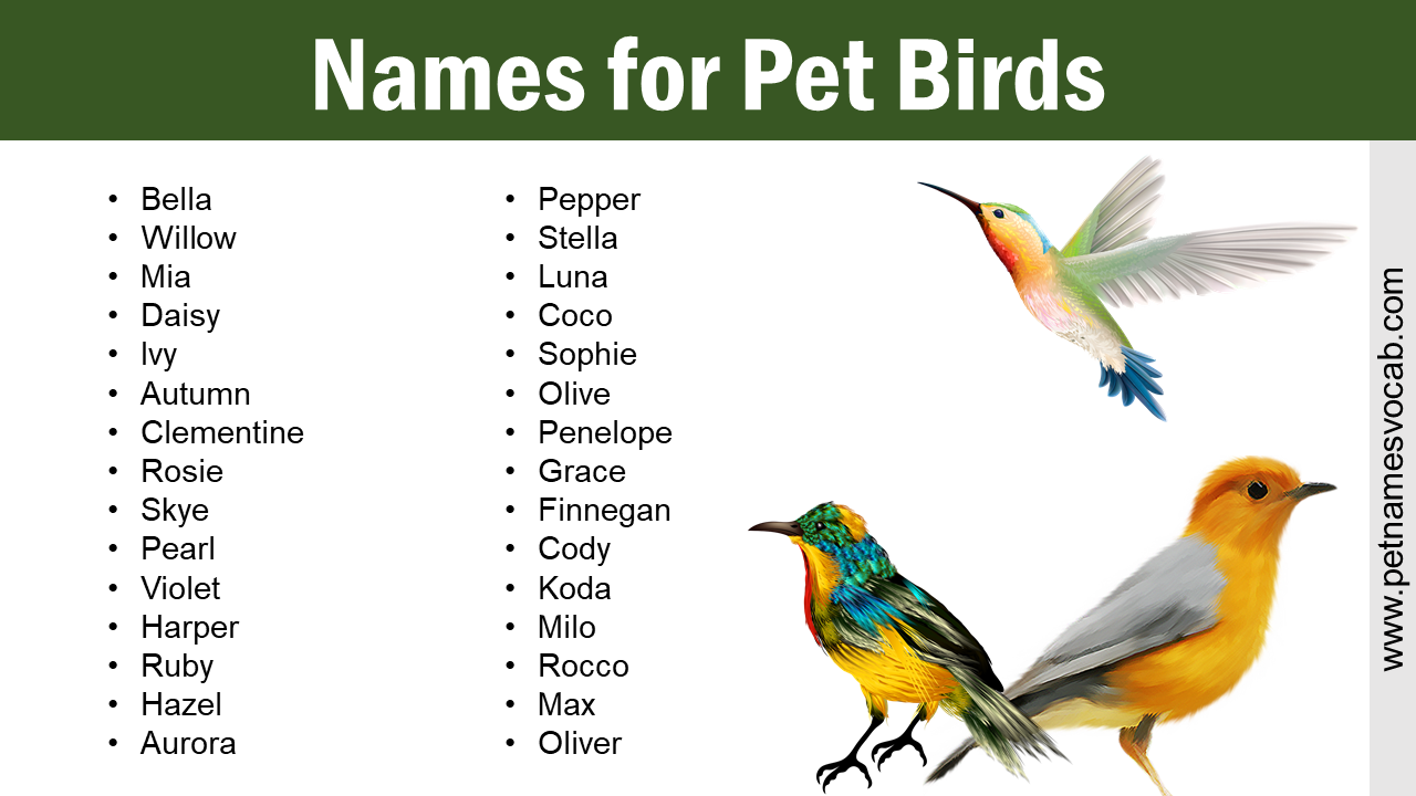 Names For A Pet Black Bird