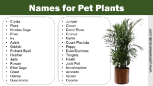 Names for Pet Plants