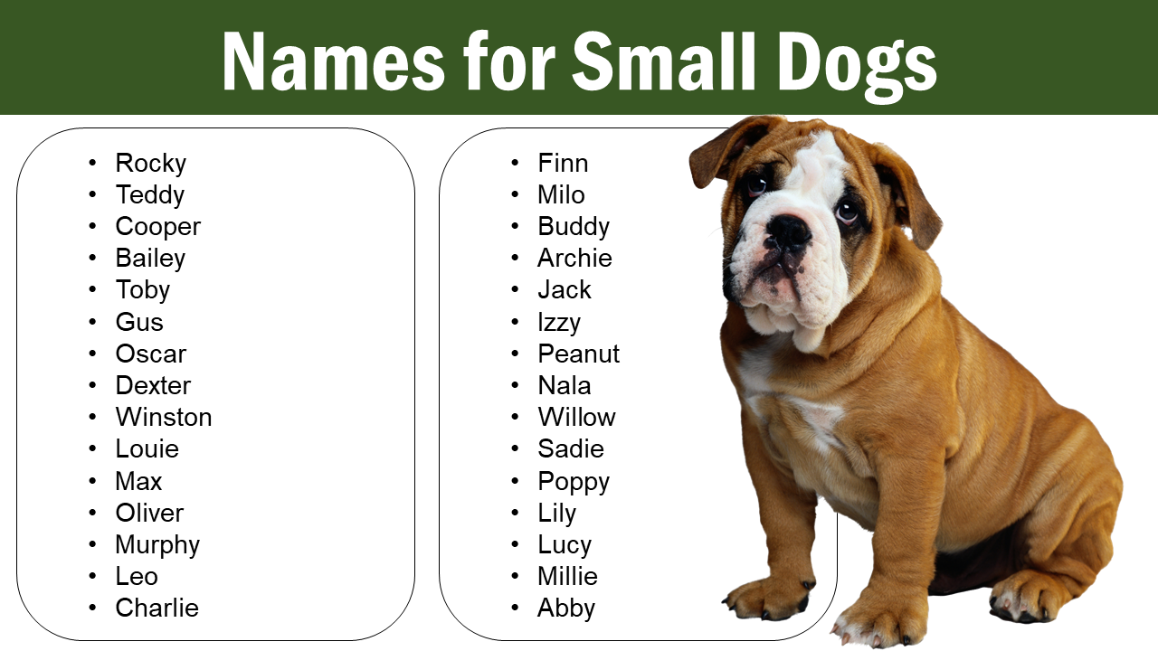 Unique Names For Small Dogs Male Female Black Brown Pet Names Vocab