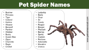 Pet Spider Names