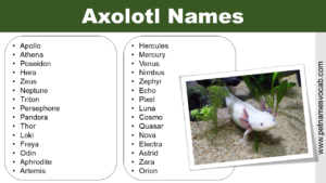 names for axolotls