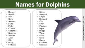 Names for Dolphin
