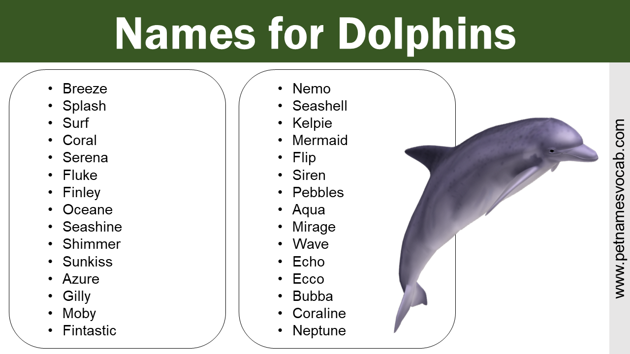 Names for Dolphin
