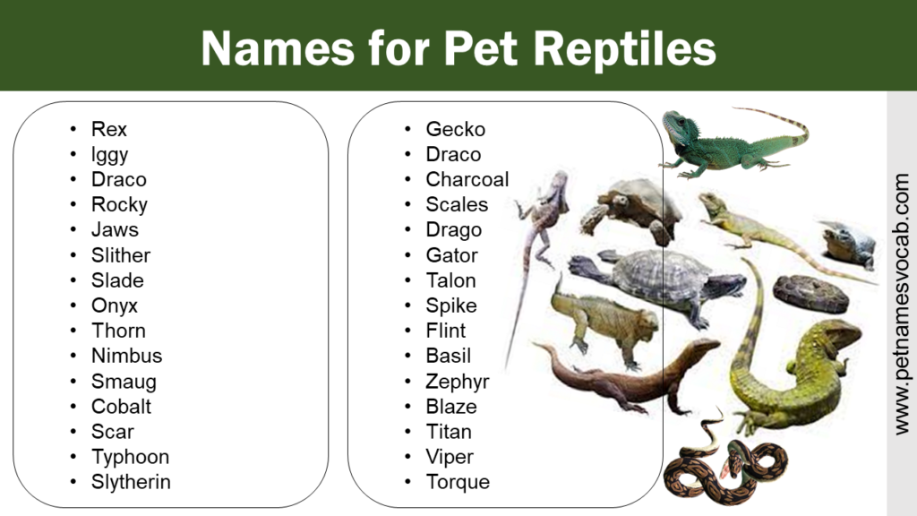 List Of Names For Any Pet Reptiles - Pet Names Vocab