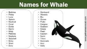 Names for Whale