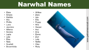 Narwhal Names